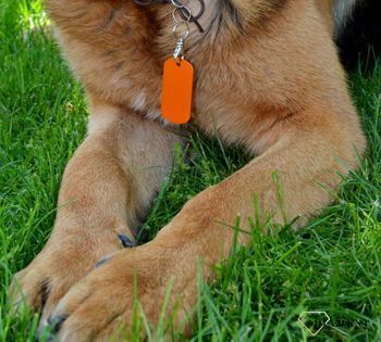 Blaszka dla psa, pupila pomarańczowa 5 cm Grawer gratis  Blaszka orange XL. Blaszka w formie adresówki, identyfikatora dla psa (4).JPG